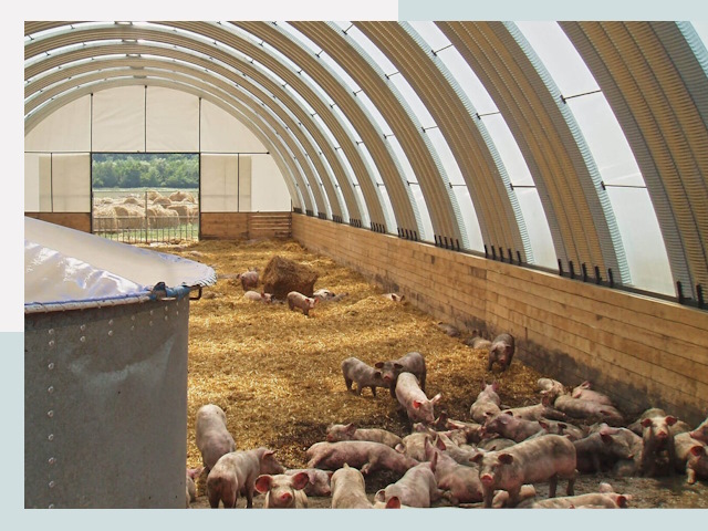 Строительство свинарников в Алексеевке