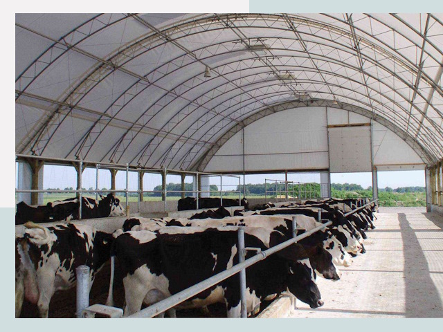 Тентовые коровники в Алексеевке